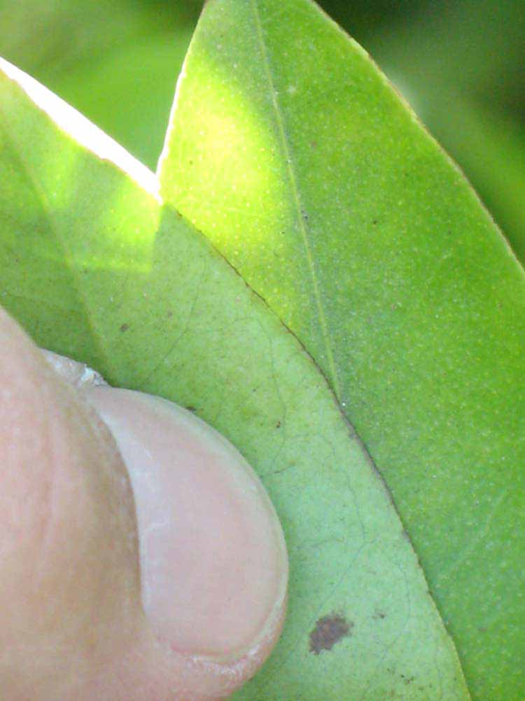              Margin (Riverside, CA)       